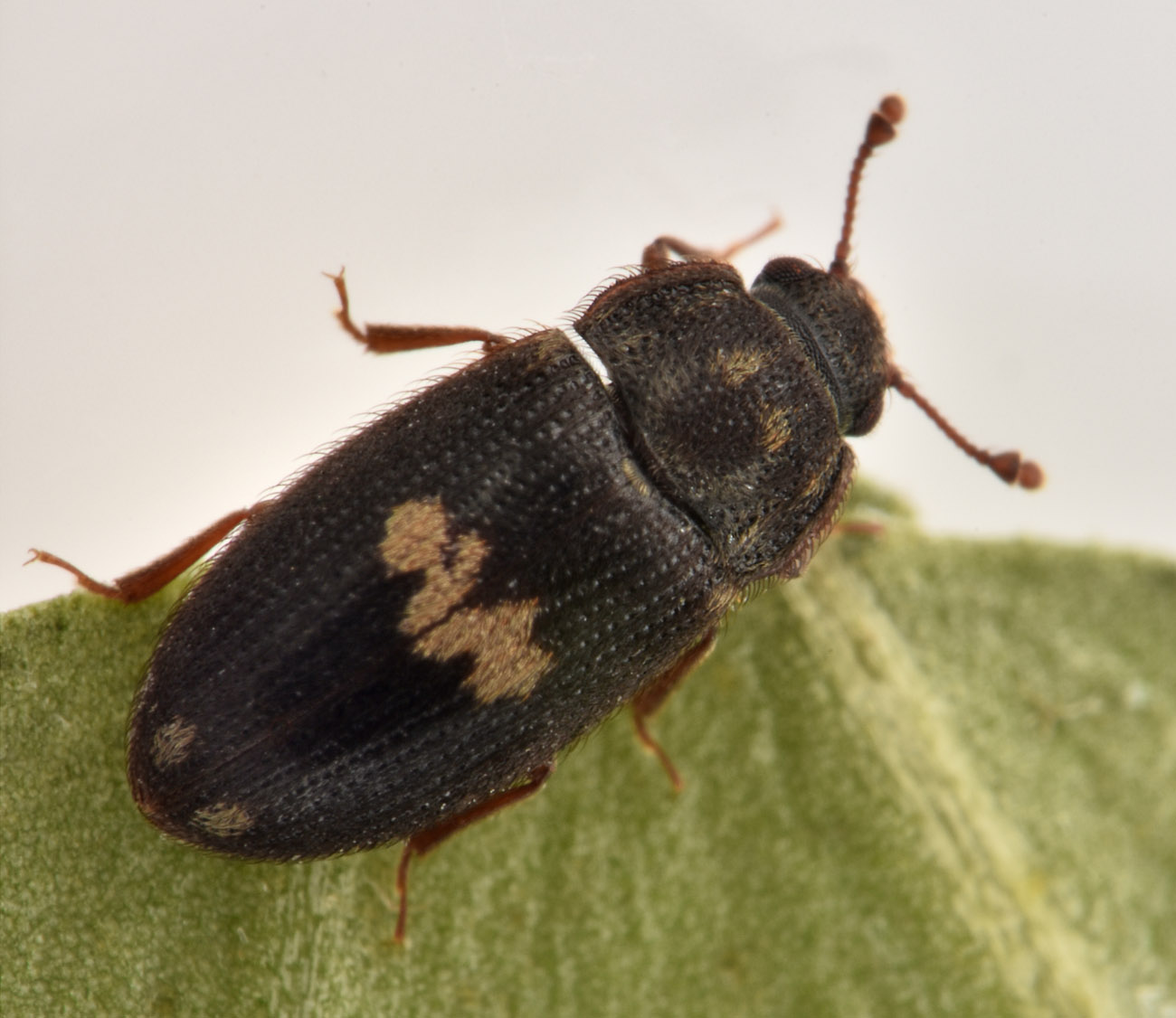 Biphyllidae: Biphyllus lunatus? S.
